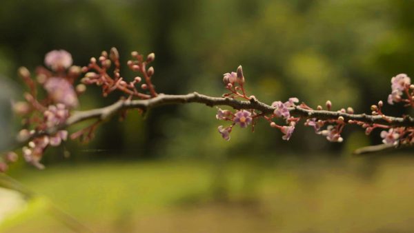 Panchakarma: The Ayurvedic Journey of Renewal