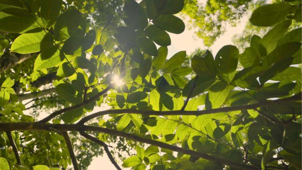 Buddhist Practices at Our Retreat