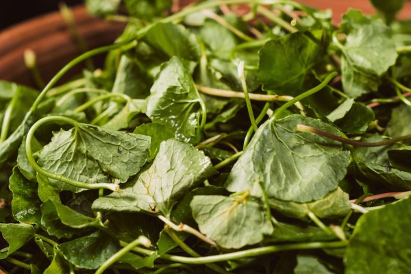 The Role of Spices and Cooked Food in Supporting Digestion