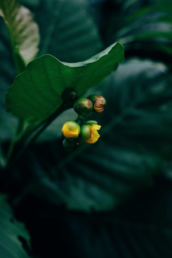 The Ayurvedic Concept of Digestion