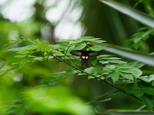 Detoxification in Ayurveda